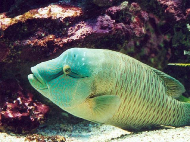 L'Aquarium