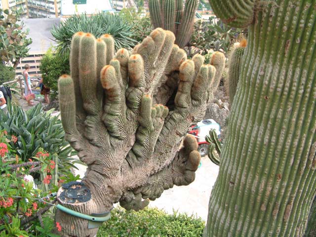 Jardin exotique