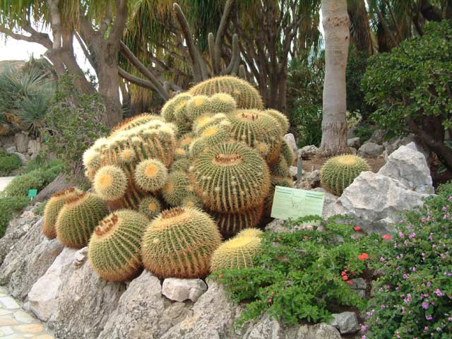 Jardin exotique