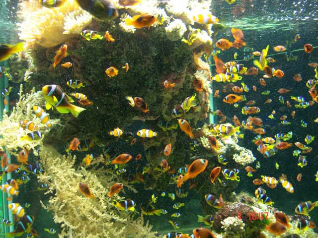L'Aquarium (photo prise par Loc Montel)